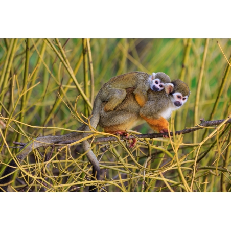 Photographies et illustrations Photographies et illustrations