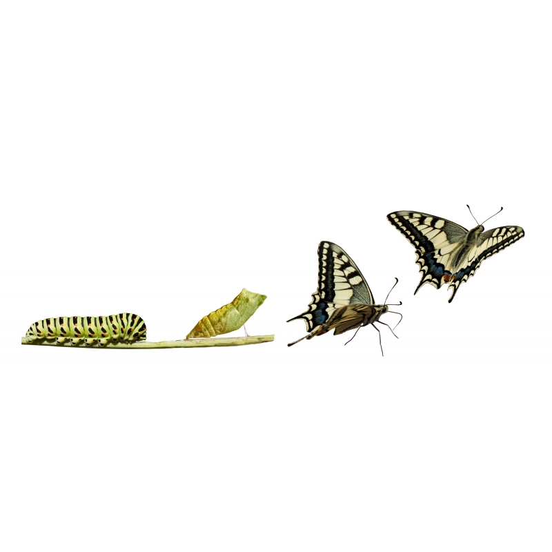 Photographies et illustrations Photographies et illustrations