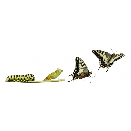 Photographies et illustrations Photographies et illustrations