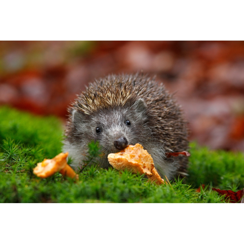 Photographies et illustrations Photographies et illustrations