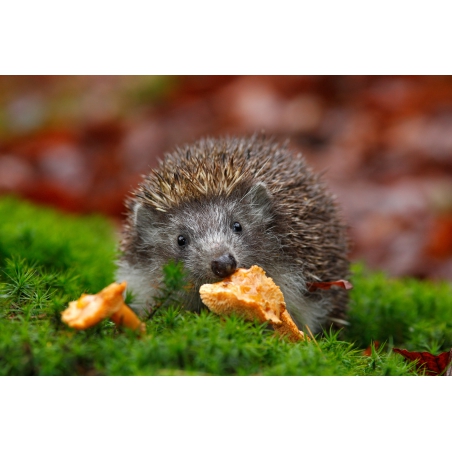 Photographies et illustrations Photographies et illustrations