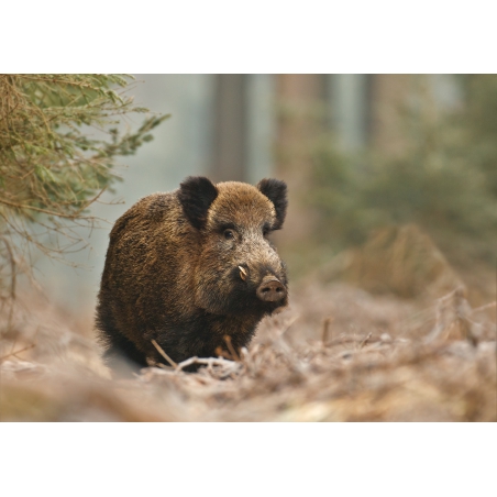 Photographies et illustrations Photographies et illustrations